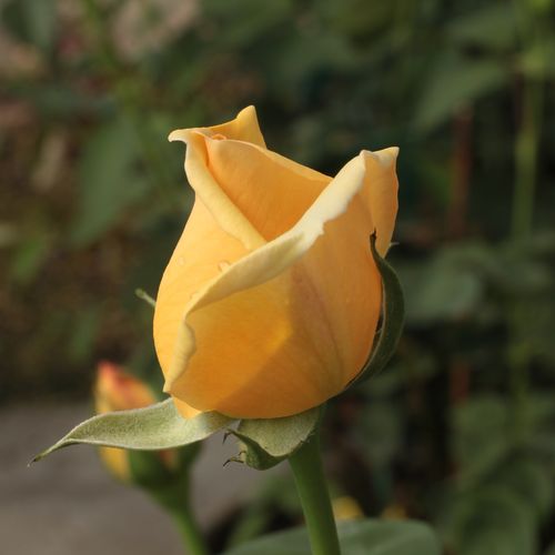 Rosa  Valencia ® - žlutá - Stromkové růže s květmi čajohybridů - stromková růže s rovnými stonky v koruně